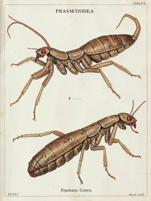 Stick insect entomological plate