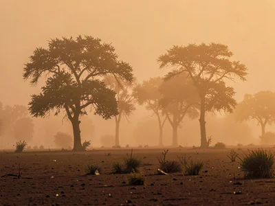 Trees fading into amber nothing at successive distances