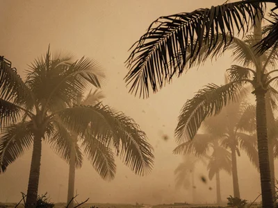 Palm fronds swaying as silhouettes in dust-thick air
