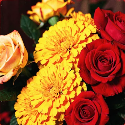 Close-up of marigold and rose arrangement — warm yellows and reds, petals bleedi