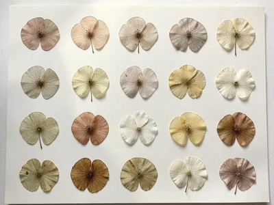 A grid of twelve pressed flowers, one for each month of the year, arranged chron