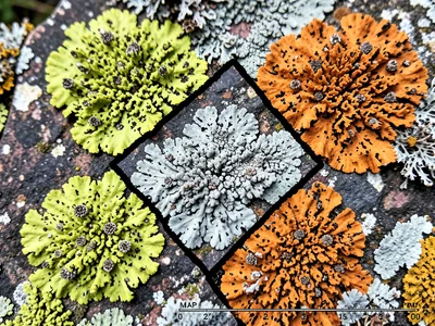 Map lichen territory boundaries, where different colored colonies meet creating 