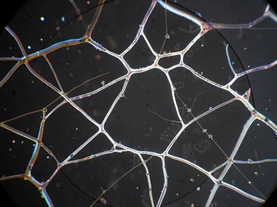 A volcanic glass obsidian thin section — largely isotropic dark background with 