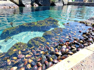 Mussel bed at pool edge