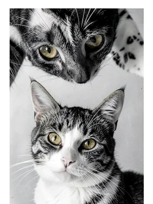 Cat at extreme top of frame with ears cropped by edge