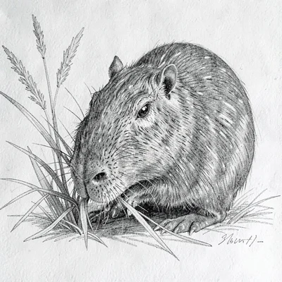 ink rendering of a capybara nibbling grass, naturalist