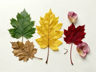 Pressed autumn leaves: maple, oak, and birch arranged in a gradient from green t