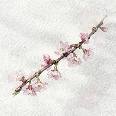 Loose painted watercolor sprig of cherry blossom drifting across a bone-white fi