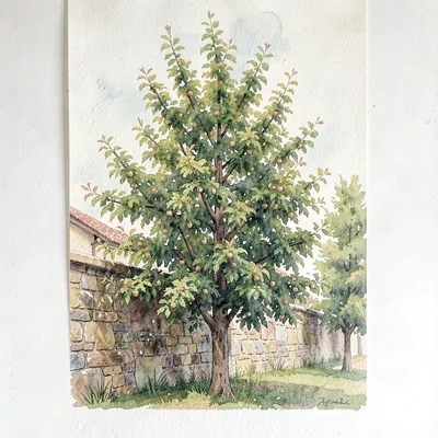 Vertical watercolor of a tall espalier-trained apple tree along a stone wall