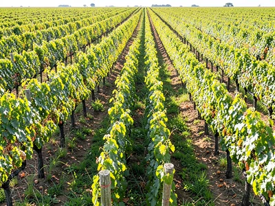 Vineyard rows pattern