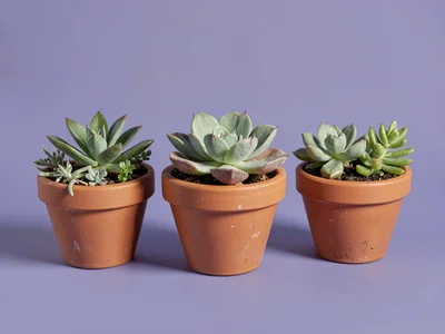 Wide retargeting layout of three terracotta pots planted with assorted succulent