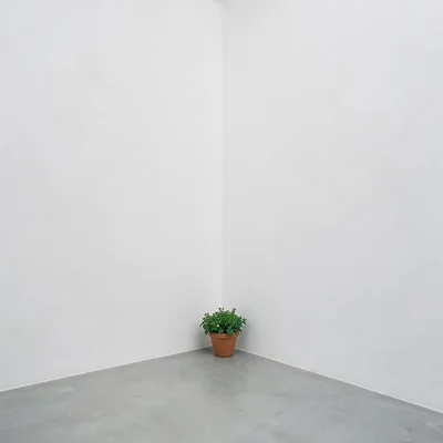 Small flower pot in corner of vast white wall
