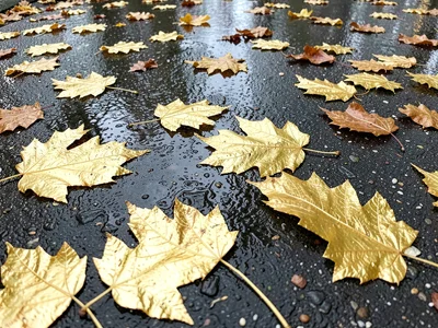 Fallen autumn leaves on wet pavement, select leaves fully gilded