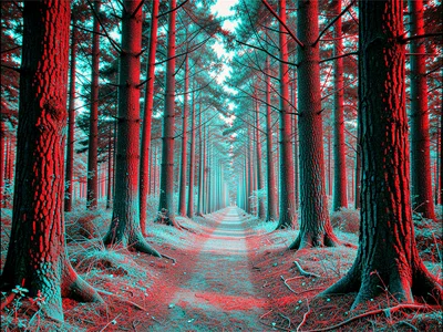 A forest trail leading into distance, tree trunks at varying depths all fringing