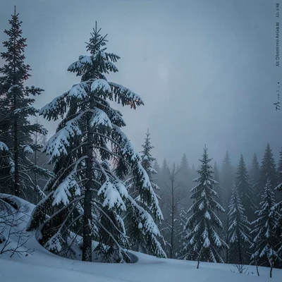 Photograph with Alaskan Arctic sensibility, Spruce trees laden with snow, the br