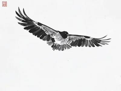 Crow in flight, wings fully spread, below an empty sky