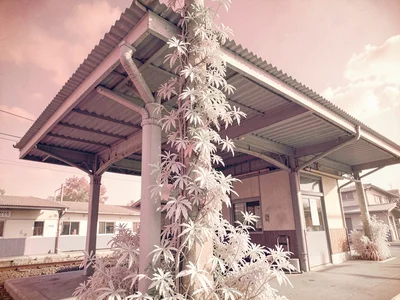 Platform awning of a small commuter train station with pale silver vines climbin