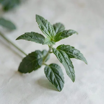 botanical of a sprig of holy basil, calm muted palette