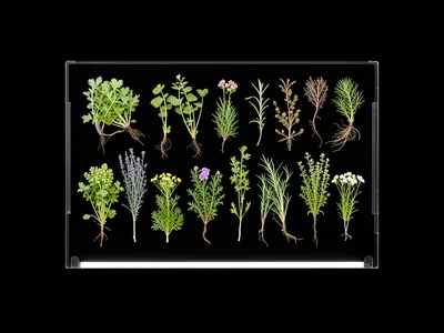 Scanner capture of spring herb collection, pressed flat, extreme detail