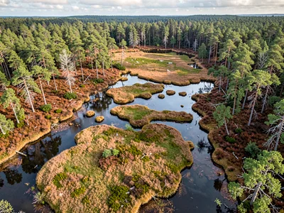 Bog transition zone where trees give way to open wetland