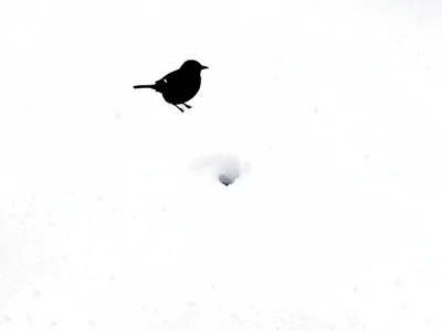 Bird on snow as black dot