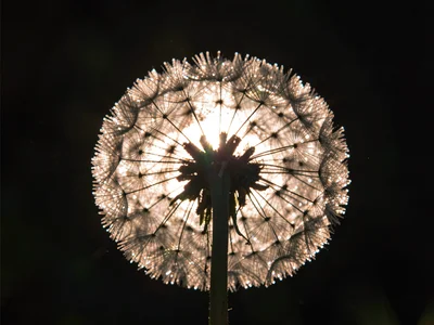 Dandelion seeds backlit creating halo