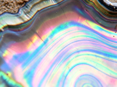 Abalone shell interior, nacre layers creating flowing iridescent pink-green-blue