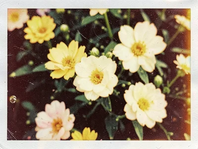 Flowers with yellowed highlights