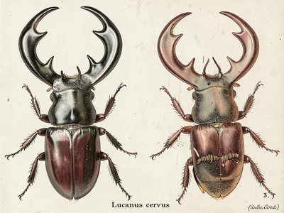 Stag beetle entomological plate