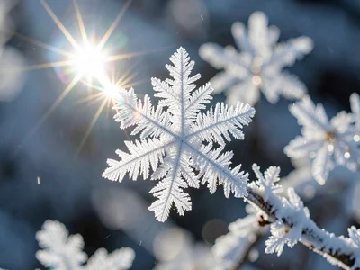 Backlit hoarfrost creating star burst effect