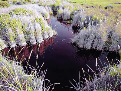 Wetland with white reeds dark water