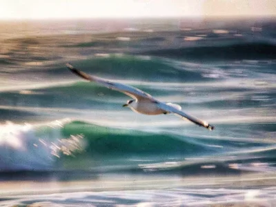 Bird frozen against blurred wave field