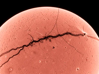 Solar filament channel stretching across the disk, dark serpentine structure aga