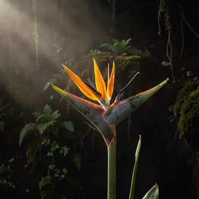Dense atmospheric mist, rich earthy textures, A single bird of paradise flower a