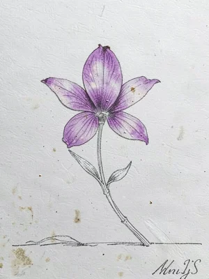 Delicate violet on white ground