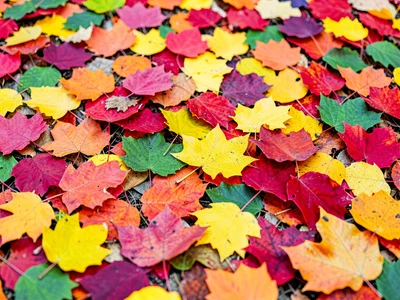 Autumn leaves as color field