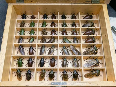 Entomologist's collection drawer, beetles and moths pinned in perfect rows