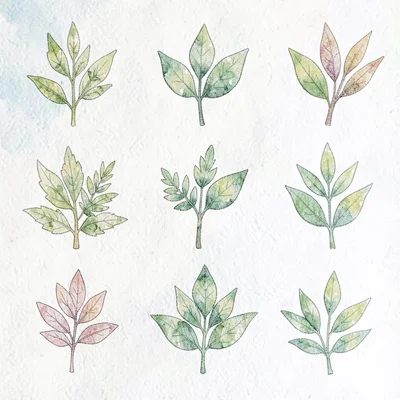 hand-drawn seasonal foliage chart, simple icons, no text