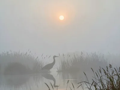Bittern silhouette frozen among reeds in dense fog, a tiny warm sun-disc filteri