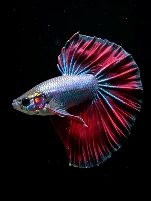 Crown Tail Betta Portrait