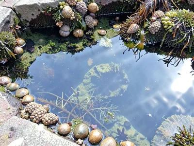 Barnacles at pool water line