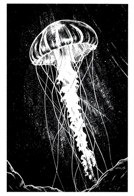 Glowing jellyfish scratchboard