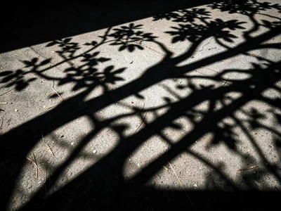 Tree shadow pattern on ground