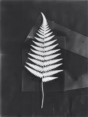 A fern frond as a pure photogram silhouette — dark ground, white frond outline