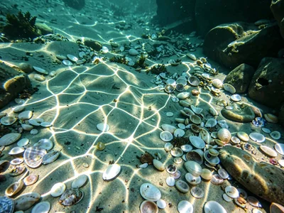 Bright web of focused light on shell-littered bottom