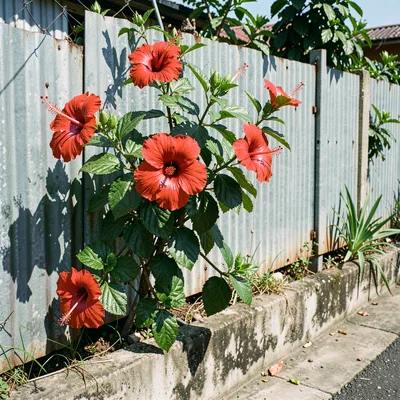 Documentary photograph with Jamaican yard aesthetic, Hibiscus flowers on a zinc 