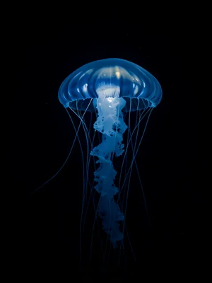 Deep sea jellyfish with trailing bioluminescent tentacles, pulsing glow, absolut