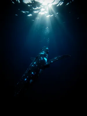 Whale descending into the deep, seen from below, fading sunlight from surface ab