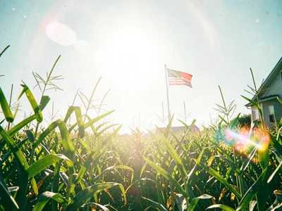 Late summer cornstalks bending in a wind that does not match the still flag on a