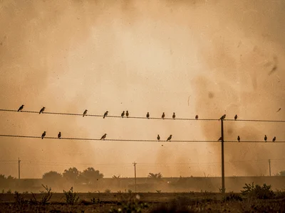 Birds on wire becoming invisible at fifty meters